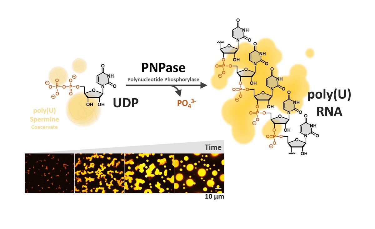 David Kuster (@rnadavid) on Twitter photo PNPase mediated UDP Polymerization leads to non-isotropic Poly(U) * Spermine Coacervate Growth.
High phosphate levels drive Poly(U) Depolymerization & Coacervate Dissolution.
By <a href="/luiree/">Louis Reese</a> & @MarileenD.
Now in Langmuir:
pubs.acs.org/doi/abs/10.102… PNPase mediated UDP Polymerization leads to non-isotropic Poly(U) * Spermine Coacervate Growth.
High phosphate levels drive Poly(U) Depolymerization & Coacervate Dissolution.
By <a href="/luiree/">Louis Reese</a> & @MarileenD.
Now in Langmuir:
pubs.acs.org/doi/abs/10.102…