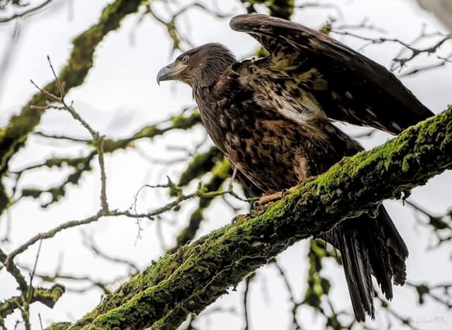 Juvenile Bald Eagle