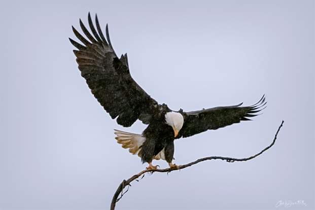 Bald Eagle