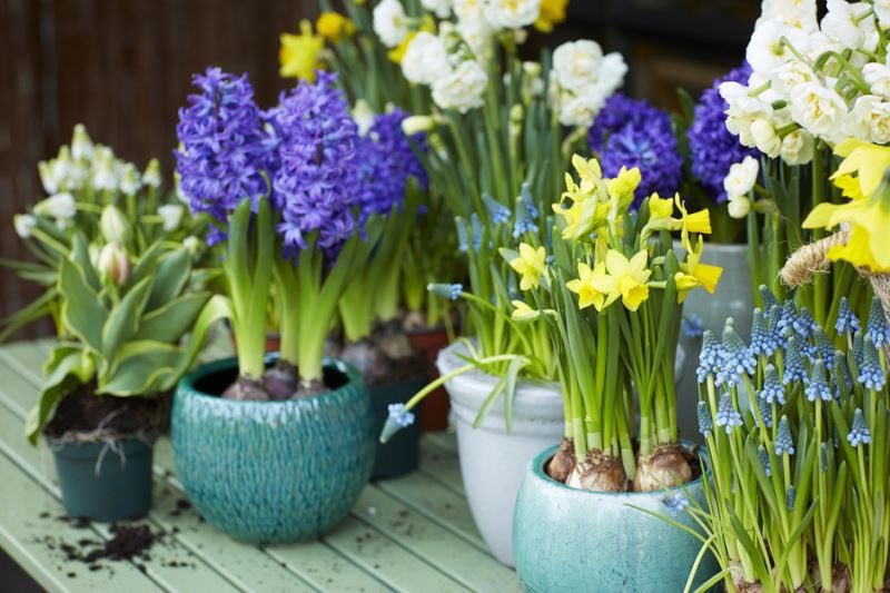 Nog tot vrijdag te bestellen: narcissen, witte en blauwe druifjes en hyacinten. De bloembolletjesactie van de vijfkampcommissie! 1 voor €2,- en 3 voor €5,- Bestellen via Annie Smit 06 12 74 82 95 #veurjaarindebol #oostermoerfeest