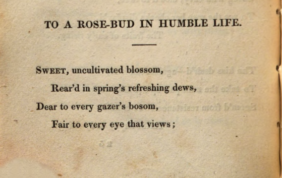 JohnClareSoc's tweet photo. Today's #PoemsDescriptive2020 is 'To a Rose-Bud in Humble Life'. Clare again shows here how a poem that might riff on a generic theme also contains profoundly personal and local detail. 'Walkherd's lonely plain' refers to Walkherd Lodge, home of Patty Turner (C's future wife) https://t.co/tNYwFiEy5f