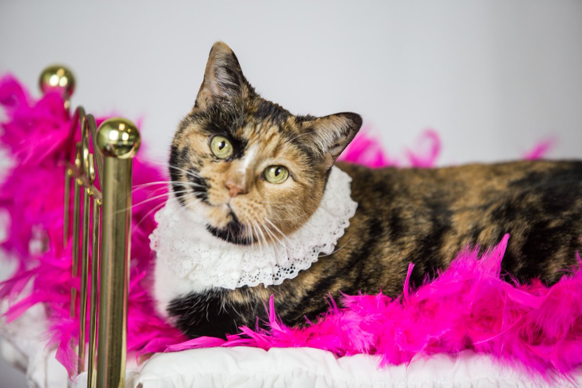 A_Oberlander's tweet photo. Valentine kitties @CMPD_ACC, hoping you’ll say “Be Mine”! 😻💞💕💓💗💖💘 https://t.co/68E7rGBNa2