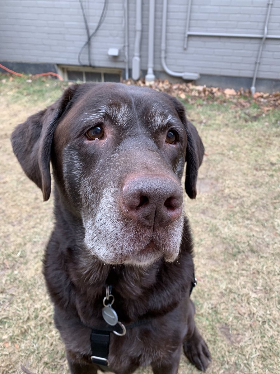 senior lab rescue