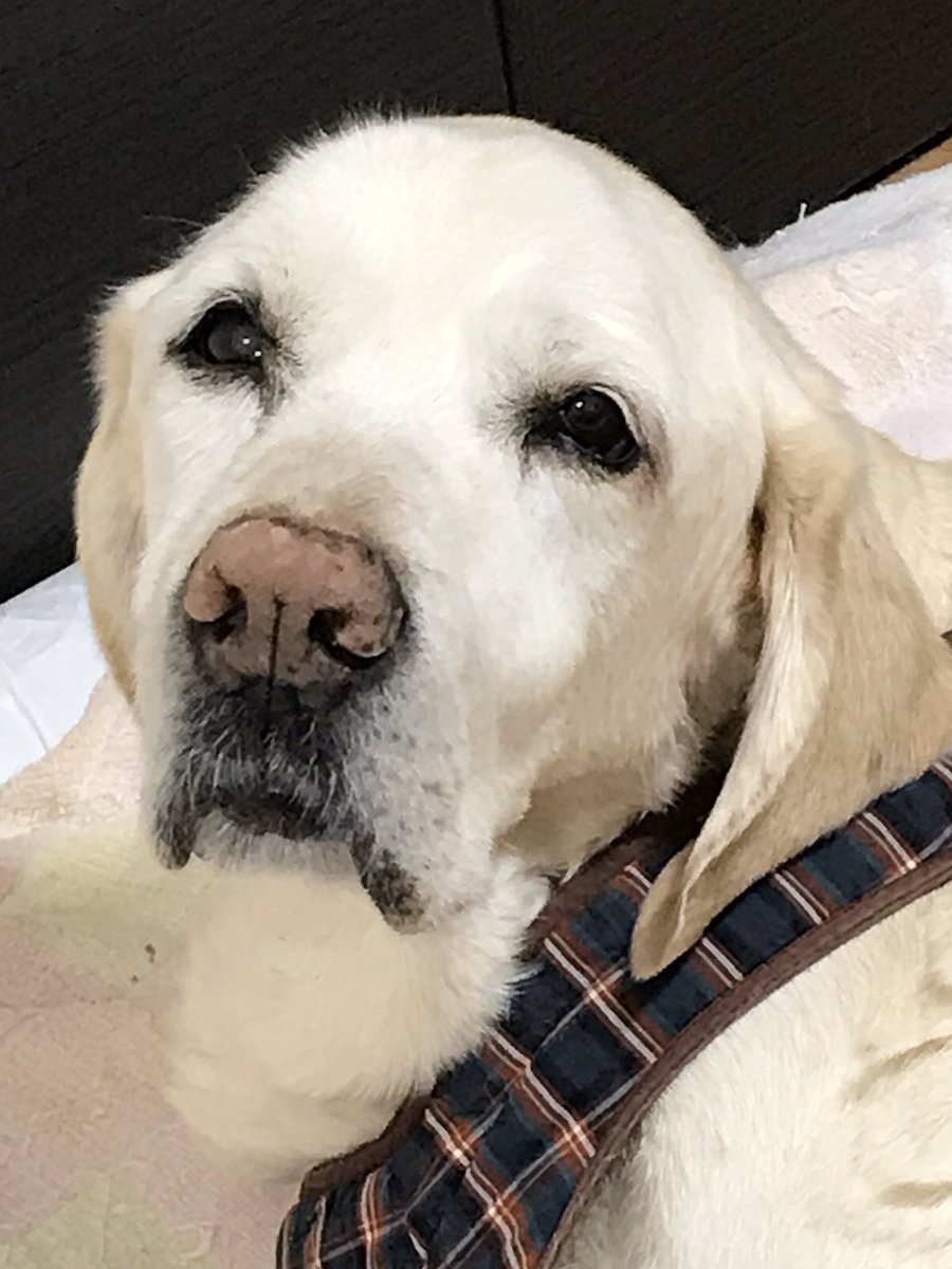 秘密結社老犬俱楽部おむつ部 Twitter Search