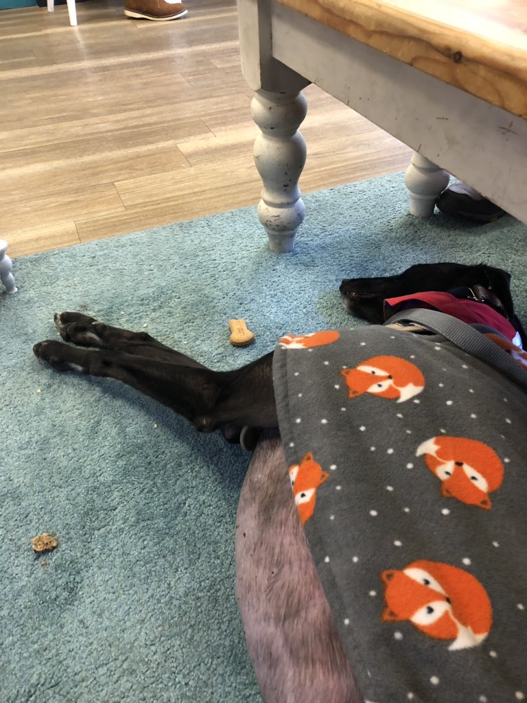 DukeHound16's tweet photo. We are in #thechakralounge #buxton which is #dogfriendly & #bearfriendly 😳 they even knew it was my bifday & got the balloons 🎈 out 🥳 https://t.co/X1pgyNhhDF
