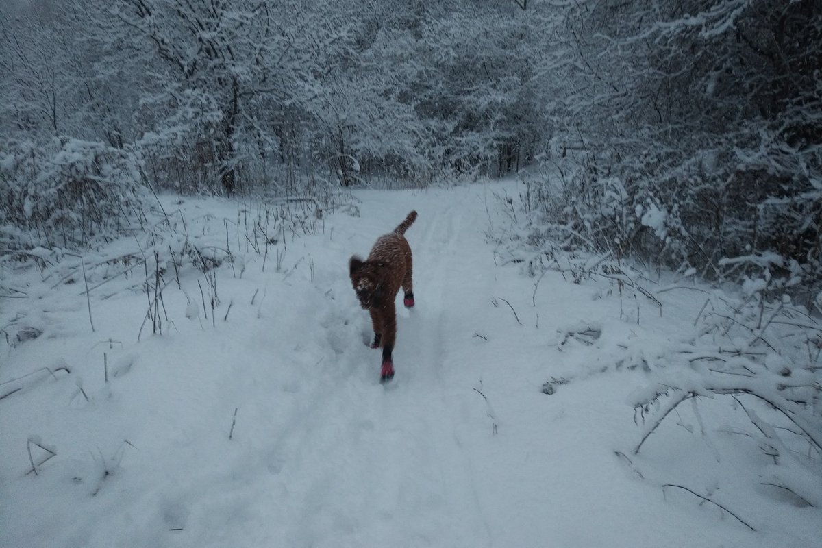 hasbeenlawdean's tweet photo. Raleigh could hardly contain his excitement about the fresh #snow on the trail this morning. #houndsofwinter #Canada https://t.co/hdzXtRQ5Id