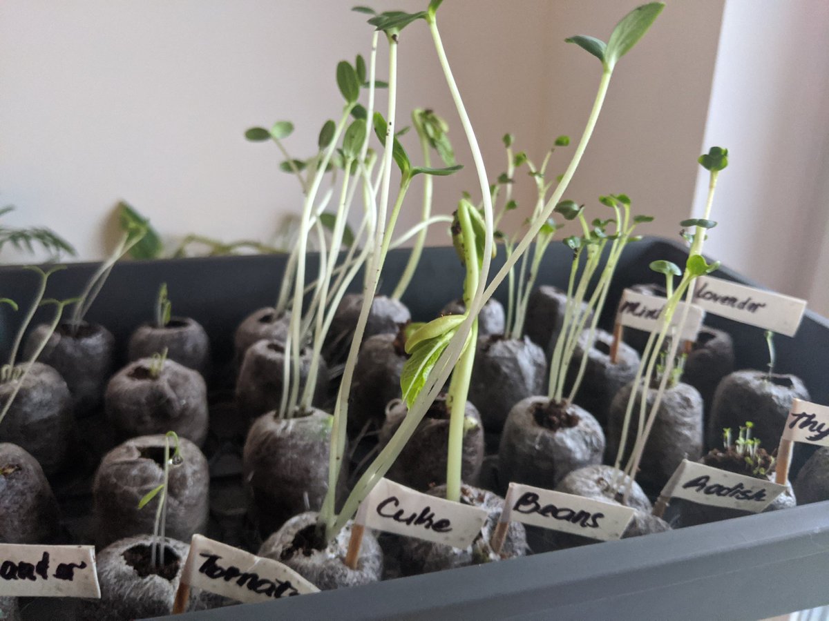 Plant seeds peeking out of their seeding containers.