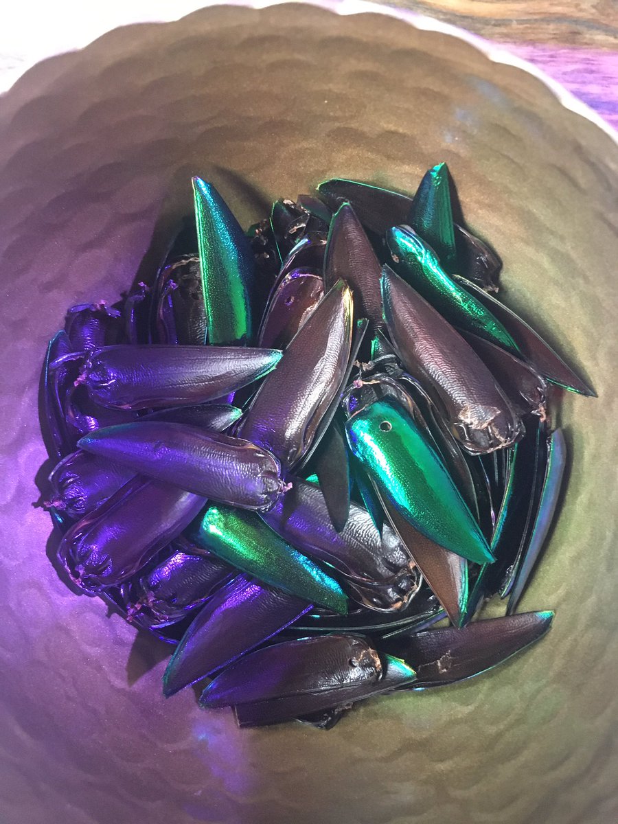 ci_anthropocene's tweet photo. 🦟 Des coléoptères et des phasmes aux halles du faubourg ! Atelier « des insectes et des hommes » avec @mdc_confluences #ecoleanthropocene2020 https://t.co/SP8NBjtq39