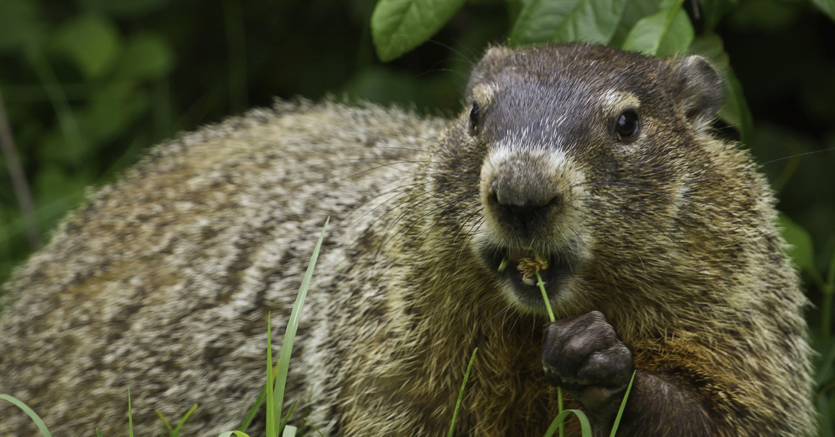 GHSFCU's tweet photo. Today is Groundhog Day. Let's hope that Phil doesn't see his shadow and spring is right around the corner! https://t.co/JVPkpKbVWn