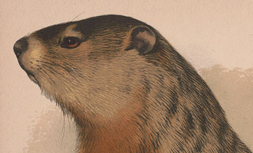 Detail, Woodchuck - Arctomys monax / E.K., 1874. https://www.loc.gov/item/2017660742/