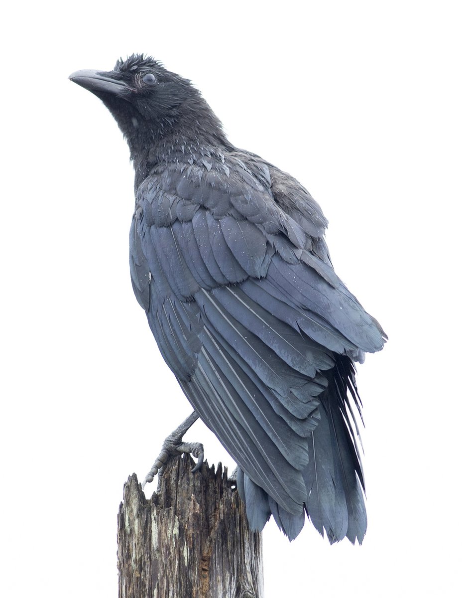宮本 桂 Twitterissa T Co kbmokbnb Boothにて販売中の 鳥のポーズ 素材集 カラス編 に ハシボソガラスの育雛及び巣立ち雛の写真587点 654mb を追加しました 樹木や電柱の巣や巣での成長過程 巣立ち後の日常生活などを収録しています T Co 宮本 桂 Twitterissa T Co kbmokbnb Boothにて販売中の 鳥のポーズ 素材集 カラス編 に ハシボソガラスの育雛及び巣立ち雛の写真587点 654mb を追加しました 樹木や電柱の巣や巣での成長過程 巣立ち後の日常生活などを収録しています T Co