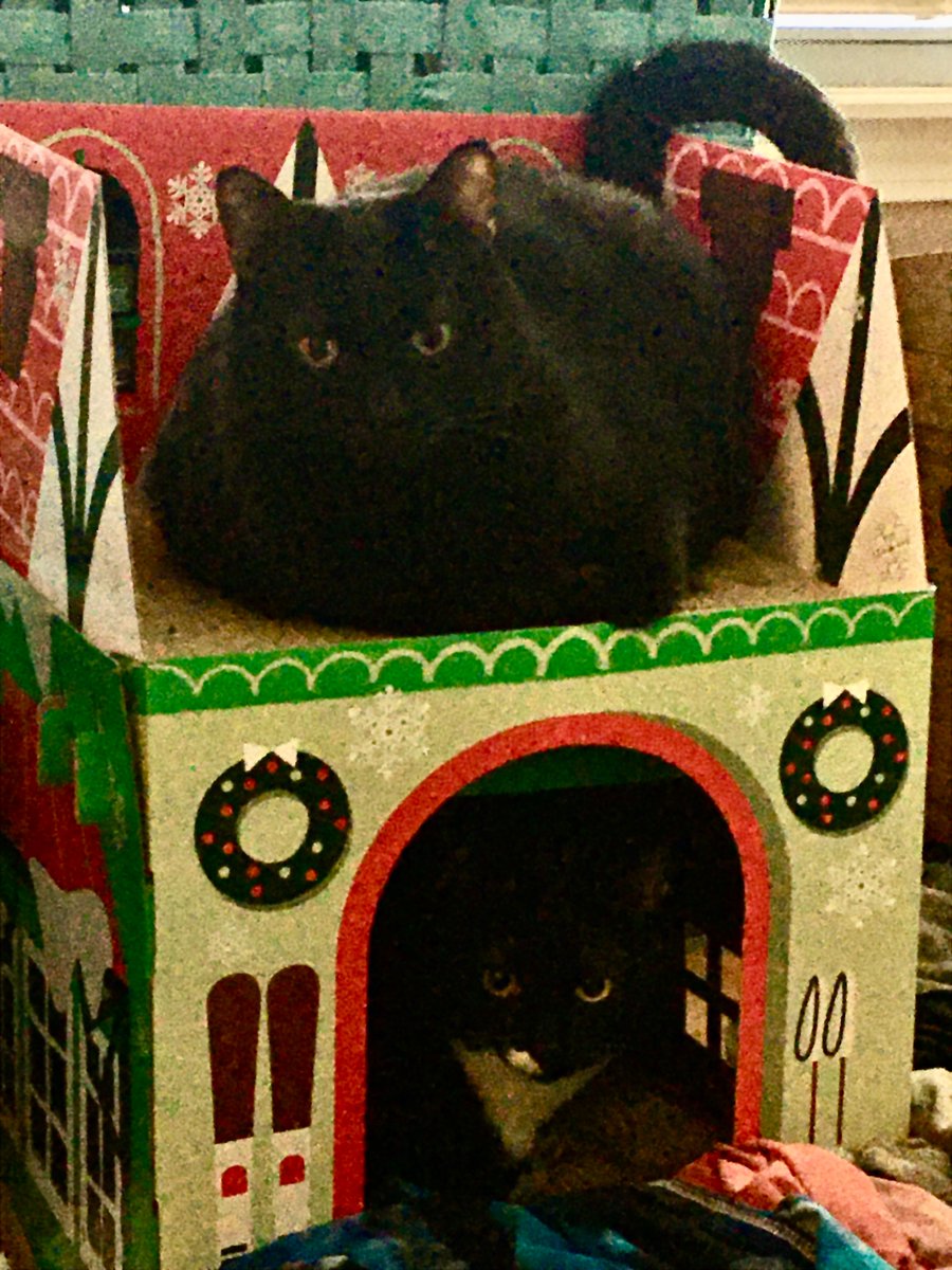 We finally let Meowmy get a pic of both of us using our chalet at the same time! Patience pays off, Meowmy! 😹🖤😻🐾🏠🎿 #CatsOfTwitter #SundayFunday #SundayThoughts #Purrfect #HousePanthers #PanfurSquad #CatFurniture #Siblings #SiblingLife #Panfurs #BestFuriends #RescueCats