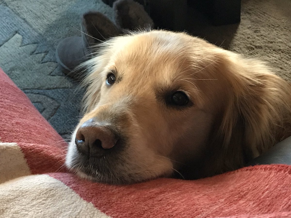 KarinsTestwelt's tweet photo. Beobachter beim Pizza essen 😁#GoldenRetriever https://t.co/zuvMUZQBRh