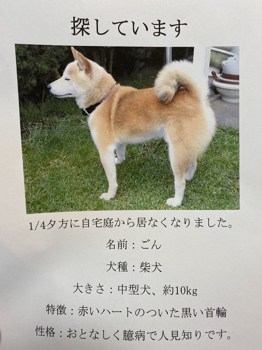迷子のペット 1bqbqpjamh91hvj Twitter