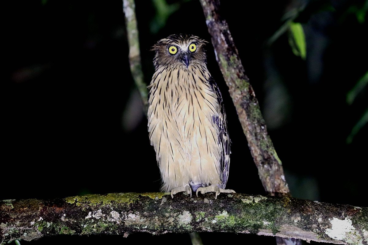 A Buffy Fish Owl is perched on a tree branch in the night. It has fluffy beige plumage on its chest and darker brown plumage on its face, backside, and wings. It has a black beak and round, yellow eyes that are wide open. 