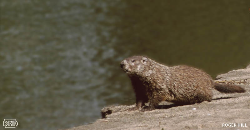 groundhog on a bank along water