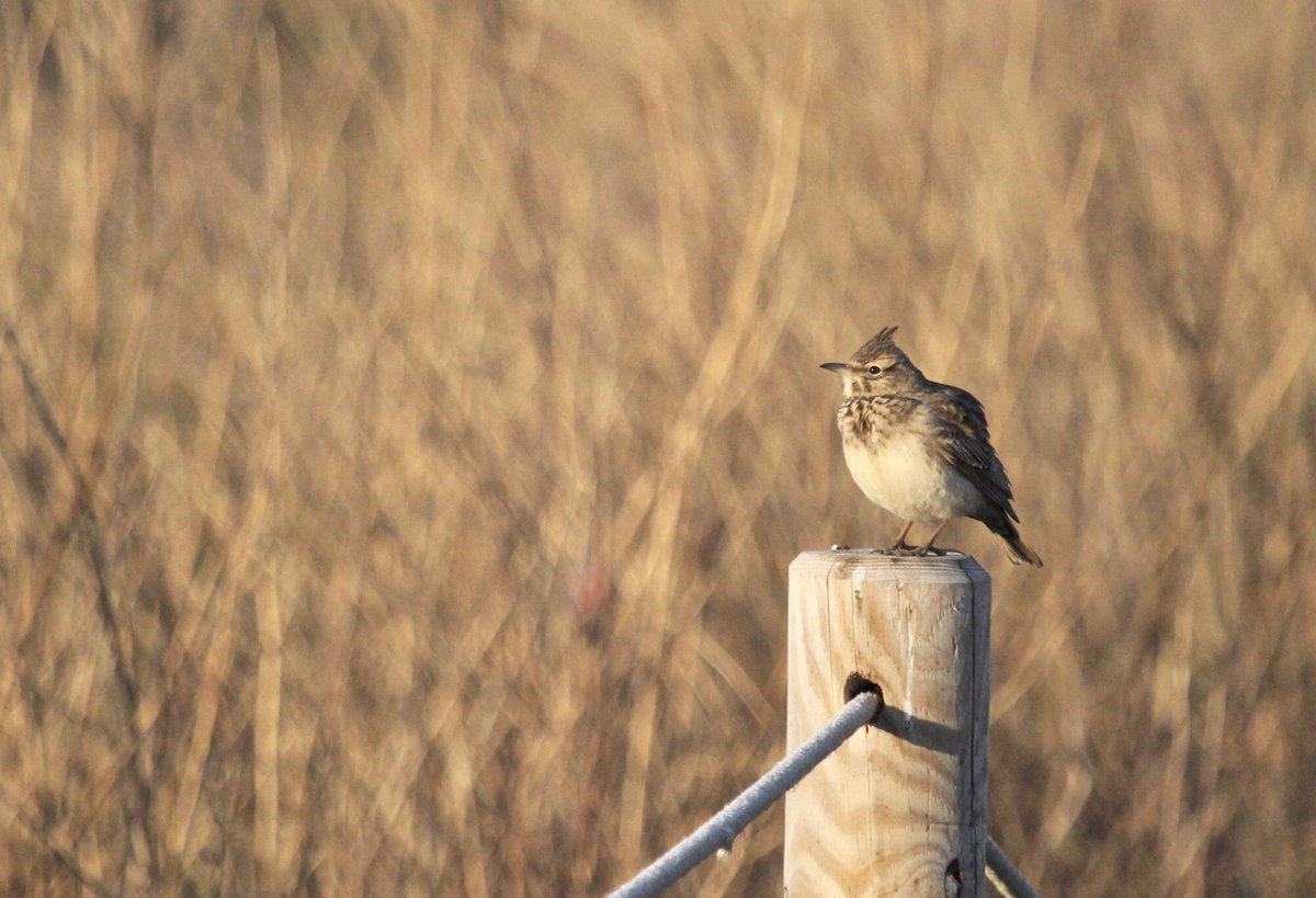 Avui dia mundial de les zones humides. Reivindiquem una gestió de la desembocadura de la riera de Ribes com cal‼️ Els seus valors en #biodiversitat estan en perill. Actuem-hi!!🌱🦆🐢
#sitges #garraf #nature