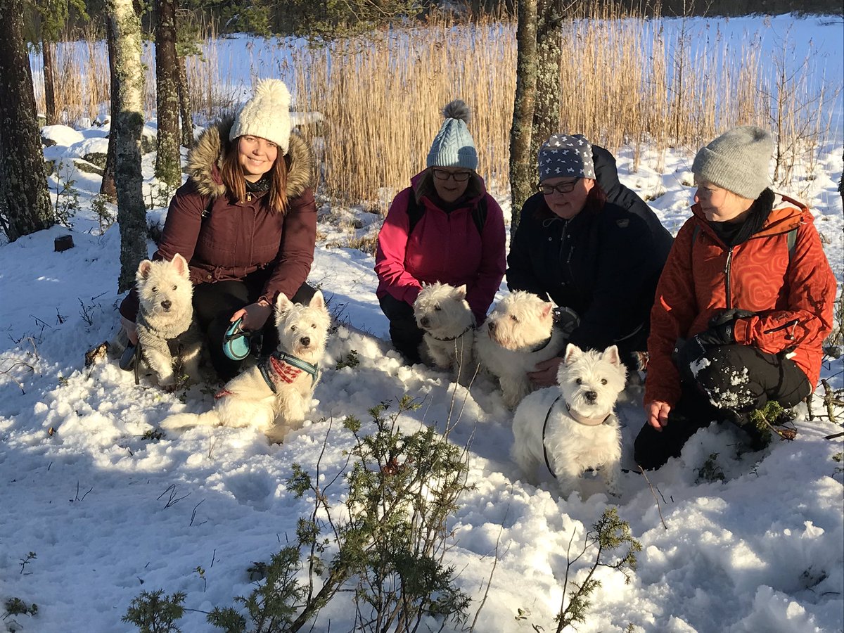 kari_rintamaki's tweet photo. Keväisen talvipäivän kunniaksi vaasalaiset Westiet veivät emäntänsä retkelle #iskmo-jungsundin vaellusreitille☀️ https://t.co/Fbwzlht77U