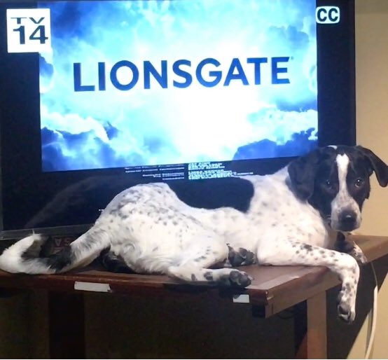 Micky Mickelodeon the lion