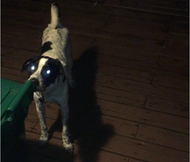 Micky Mickelodeon the raccoon