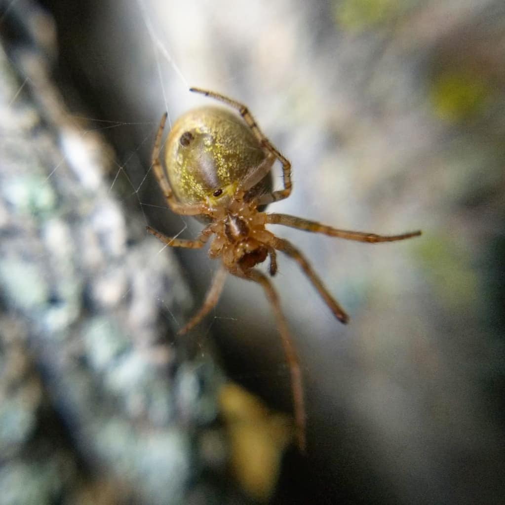 ventral view of Zygiella
