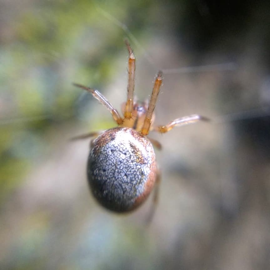 dorsal view of Zygiella