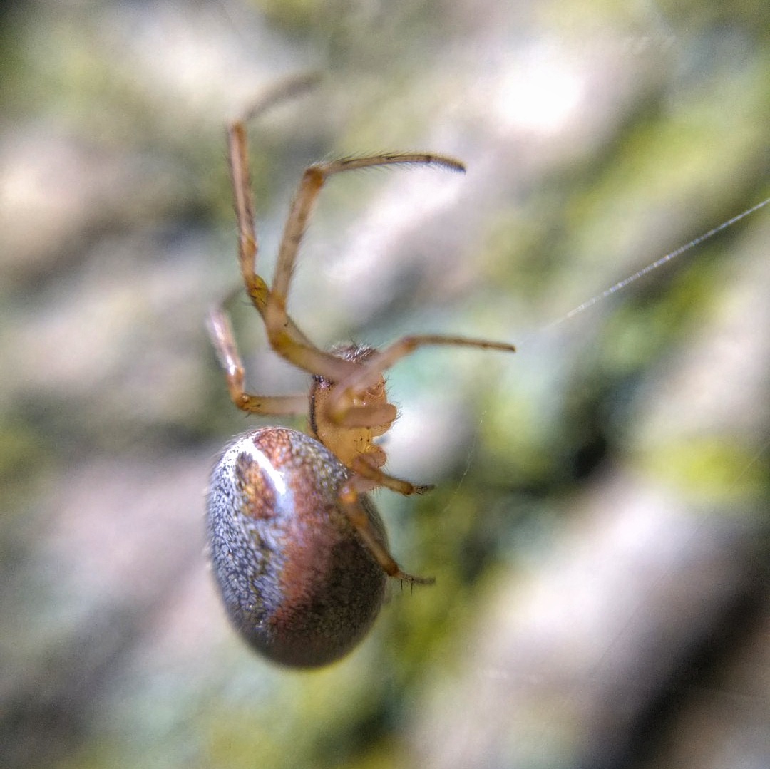 side view of Zygiella