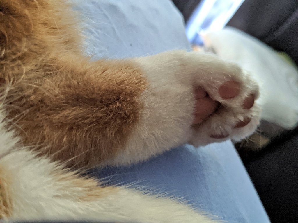One of bilbo's back paws, looking exquisitely clean! He has a white sock and ginger foot arm. He says "do not touch" with emoji.