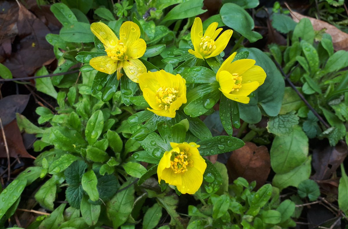 Jake_Brendish's tweet photo. Open snowdrops, winter aconite and what could be Siberian iris(?) 
#MScSISS @wildflower_hour #wildflowerhour @BSBIbotany https://t.co/P4iUtRwnvq