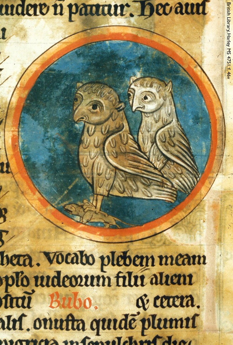 Photo of part of a leaf from a medieval manuscript showing 16 partial lines of Latin text, in black, interrupted by a circle in red & yellow. The circle is infilled with a coloured image of two owls, one grasping a small rodent in its talons, all against a blue background. The citation is British Library, Harley MS 4751, f. 46v.