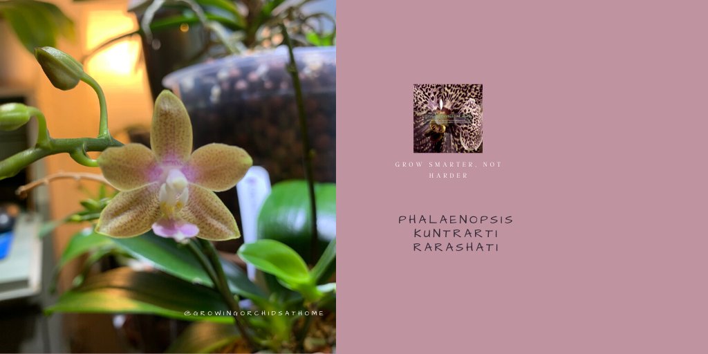 A new addition to the family, phalaenopsis kuntrarti rarashati from orchidehuset came in spike with 2 keikis. Totally adorable <3 #phalaenopsis #orchidcommunitychatter #growingorchidsathome #GOAHG #semihydro #inertmedia #orchids #homegrownorchids #homegrowing #orchidsoftwitter