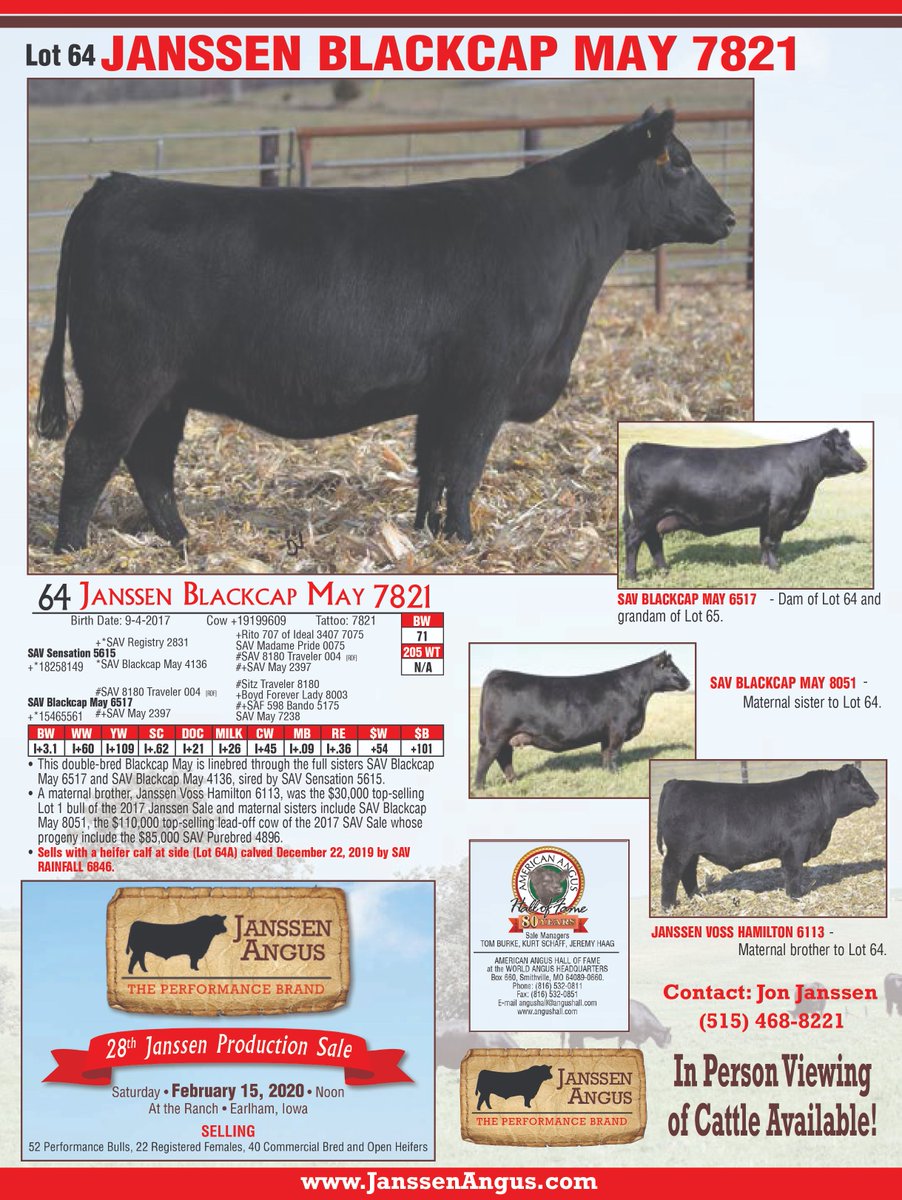 janssen_angus's tweet photo. Lot 64 - Janssen Blackcap May 7821 - sells with heifer calf at side calved 12/22/2019 by SAV Rainfall 6846 - February 15, 2020 Janssen Angus Production Sale! https://t.co/S8Zlau6KtI https://t.co/IKr4ksPH2I