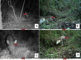 KevinAlvia's tweet photo. Monitoreo de estudio🔍 sobre la densidad poblacional para estimar el estado crítico del Tapir Centroamericano (Tapirella bairdii)🦛 utilizando técnicas de captura-recaptura con fototrampeo y análisis estadísticos.
#Monitoreo #Biodiversidad @Pcasbri
 👉 https://t.co/7f1fjmPIFN https://t.co/xxpfNCRmyN