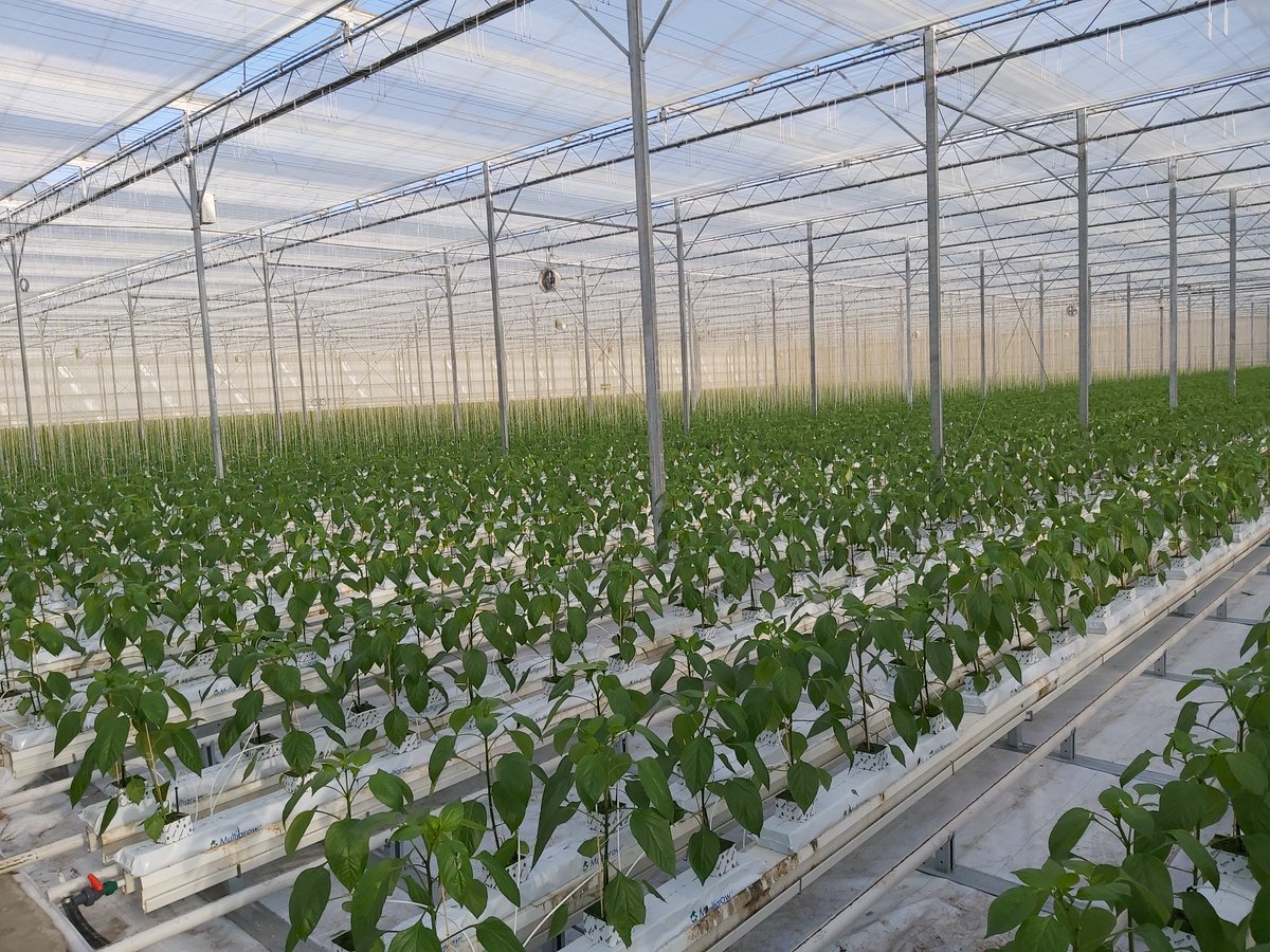 afgelopen maanden hebben onze medewerkers en leveranciers enorm veel werk verzet om de nieuwe kas gereed te maken; het resultaat mag er zijn!  #trots #bedankt   zuidgeestgrowers.nl🌶️