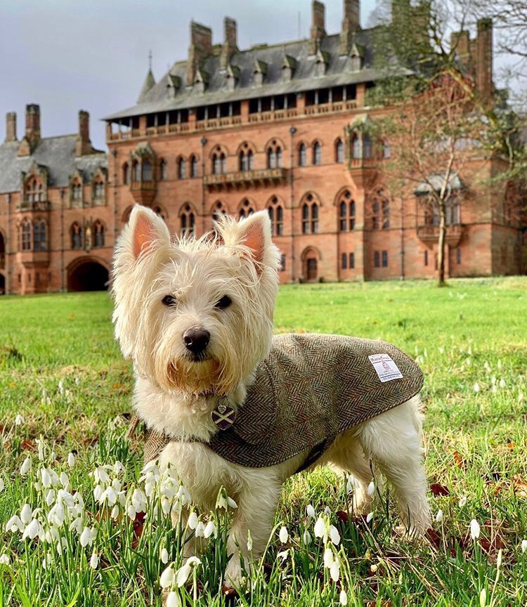 TheCoig's tweet photo. No Sunday blues for this little cutie, he enjoyed discovering the beautiful Isle of Bute this weekend 💙 

📍 @mount_stuart #thebute #thecoig 
📷 bean_nighe on Instagram https://t.co/0nhYRJjRcv