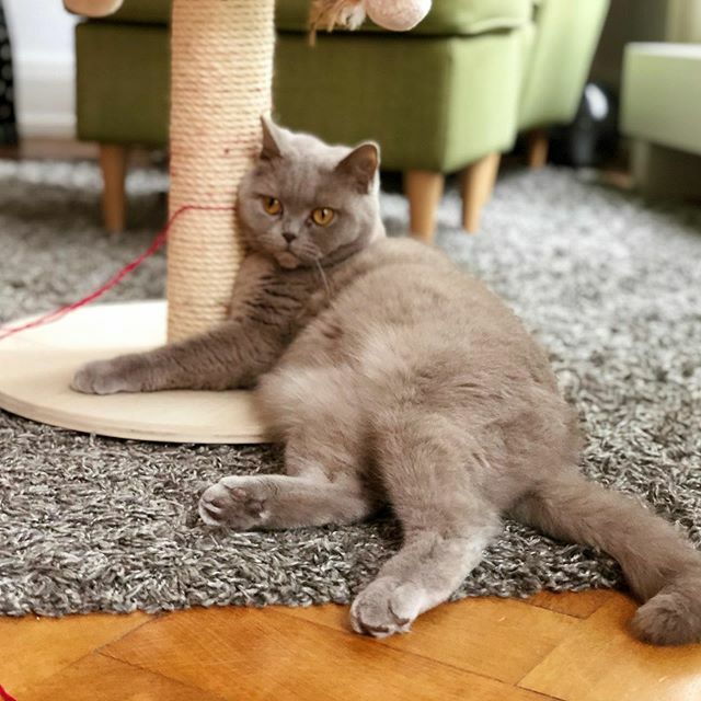 Sonntags wird gechillt 😎 am liebsten an meinem Kratzbaum, egal wie 😹 und wie sieht es bei euch aus? Wir wünschen euch einen schönen Abend 😽💋💋
.
.
.
#chillout #britishshorthair #katzen #britsekorthaar #bshcat #meowdel #catsofinstagram #sonntag #nfl #kcchiefs #süß #katzenleben