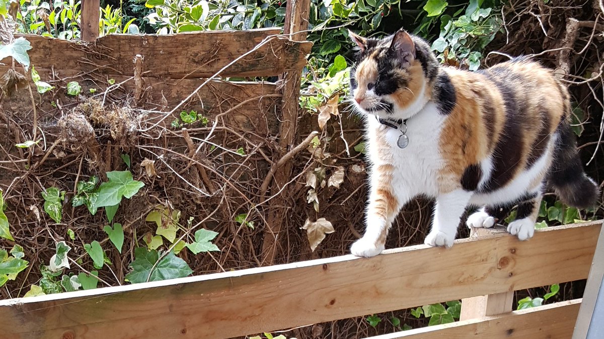 Calico cat walking along a wooden fence panel