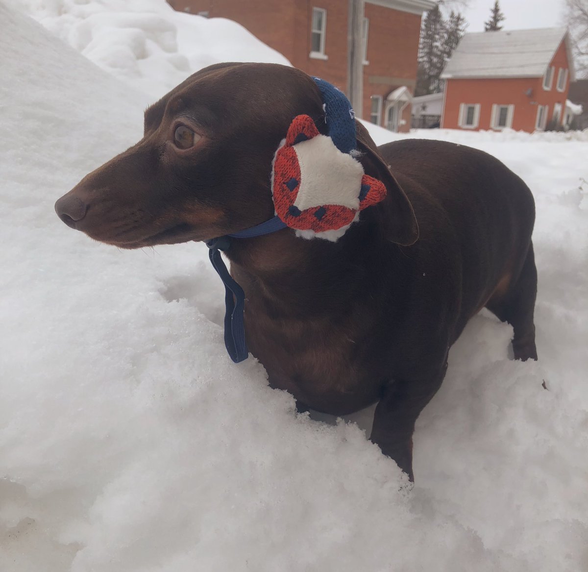 BrownietheDach1's tweet image. I just realized that I’ve gone all this time without modelling my earmuffs for all of you!!!