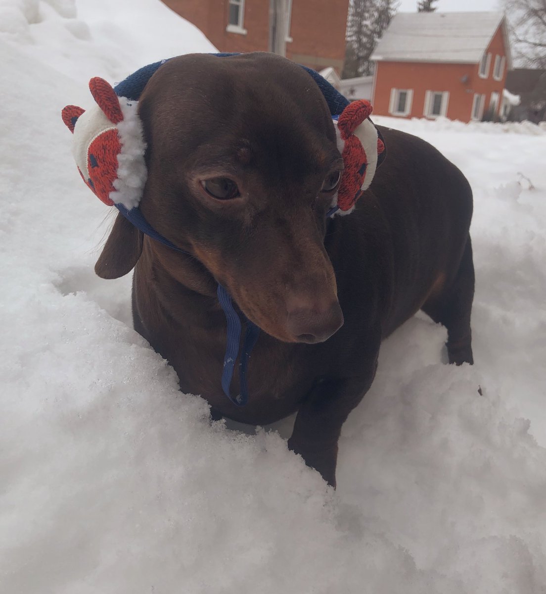 BrownietheDach1's tweet image. I just realized that I’ve gone all this time without modelling my earmuffs for all of you!!!