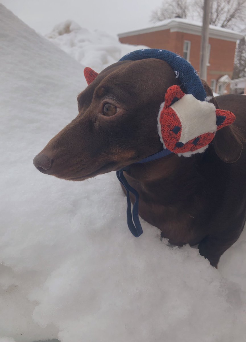 BrownietheDach1's tweet image. I just realized that I’ve gone all this time without modelling my earmuffs for all of you!!!