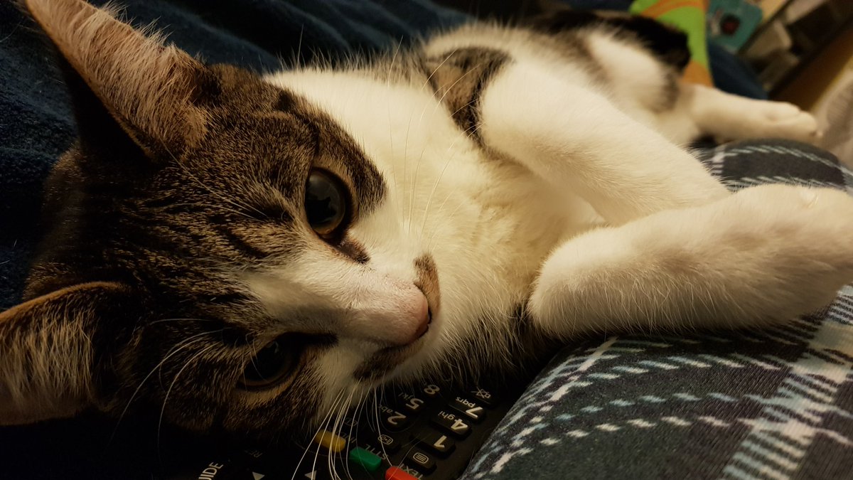 stationcats's tweet photo. @CounsellorsCat R - Me! Me too! I growls when people knock, or da post person drops things through the door. Hoomans laugh but no ones coming in da huse wizout me noing! https://t.co/cZgiMJTTiv