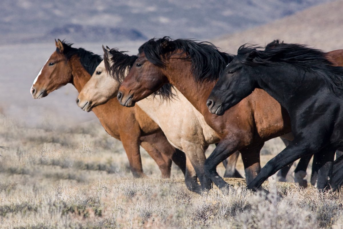 Four horses running on the range. 
