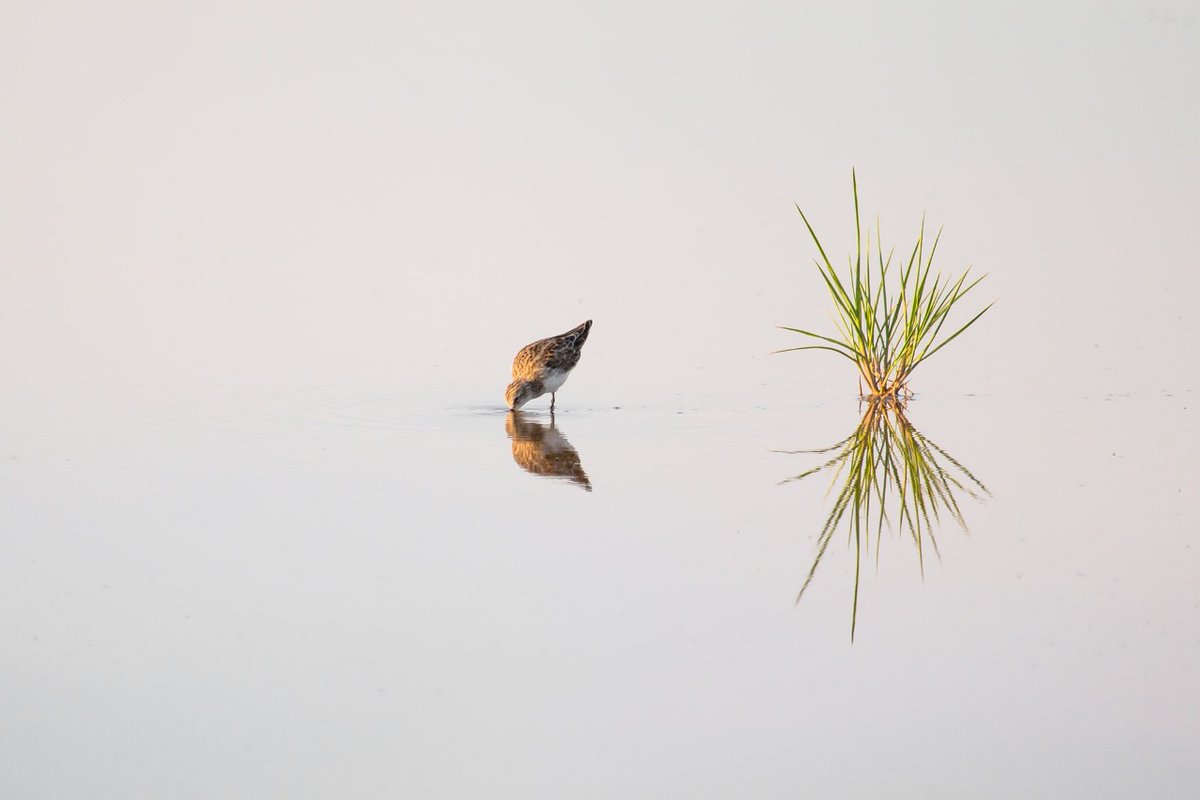 Whether it's a marsh, a swamp, vlei, bog fen or pan, a #Wetland is an unique ecosystem, an area of land that is saturated with water, either permanently or seasonally. It becomes a home to many species of plants and animals. #Wetlands store our water and filter our water.