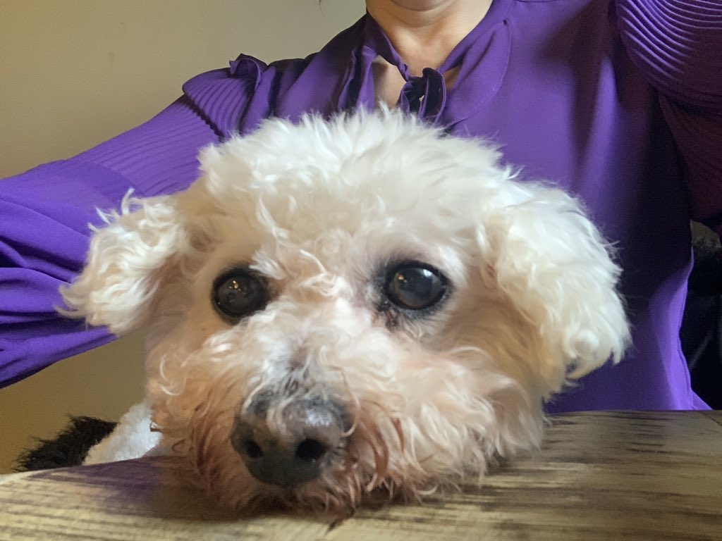 Here’s my Sunday selfie my lovely Twitter friends! <a href="/jenny_bichon/">Jenny and Dolly</a> <a href="/Minghowriter/">Ming Ho</a> <a href="/WBichon/">Winky the bichon</a> @GeorgeBichon <a href="/Monty_Bichon/">Monty The Bichon</a> @mollier77 <a href="/Paw_Palace/">Paw Palace Boutique</a> <a href="/WalshKim/">kim walsh</a> #dogsoftwitter #dogselfie