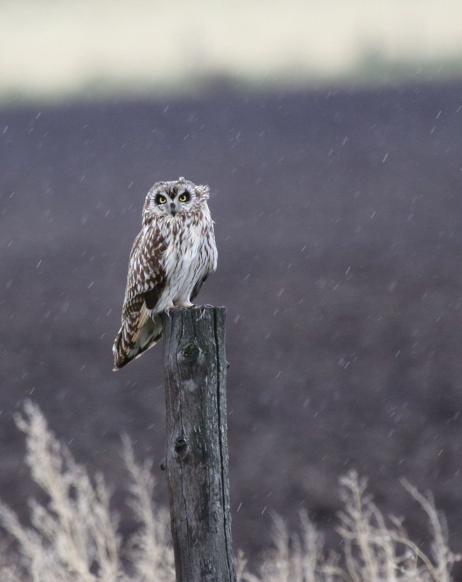 Short-eared owl perched on a trunk