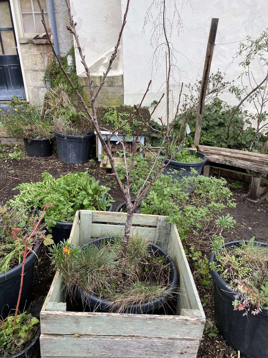 17windows's tweet image. Lovely morning helping tidy up @wildwalcot. Huge thanks to @picnic_bath for the hot drinks.