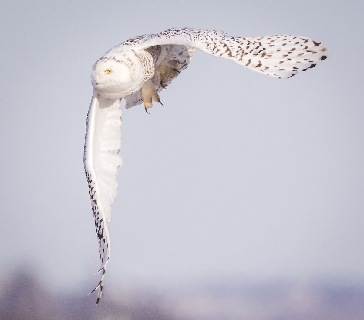 (C) Copyright Ricky L.Jones Photography 1995-2020 All rights reserved