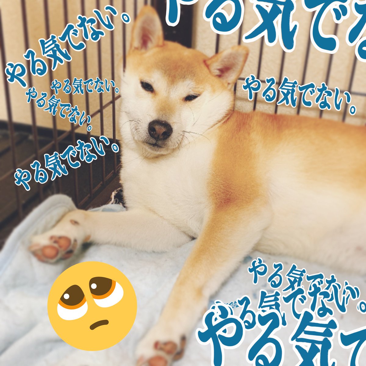 犬塚いちご フリー声優 V Twitter あれ 私 秋田犬なんて飼ってたっけ オフモードになると秋田犬みたいになる 柴犬あんず 柴犬 柴犬を崇めよ 犬塚いちご フリー声優 V Twitter あれ 私 秋田犬なんて飼ってたっけ オフモードになると秋田犬みたいになる 柴犬あんず 柴犬 柴犬を崇めよ