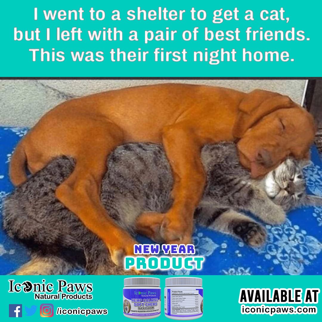 IconicPaws's tweet photo. Isn't cute? 😍

🔴 Follow @iconicpaws for more awesome dog posts and products.

🔵 Make your doggy healthy and active all the time. 

✅ Visit 👉https://t.co/dQufRQArp3 for healthy #dogproducts ❤ 

#iconicpaws #dogmeme #doglovers #doglove #dogshelter #dogfood #bestdogfood https://t.co/0XfOCepuQy