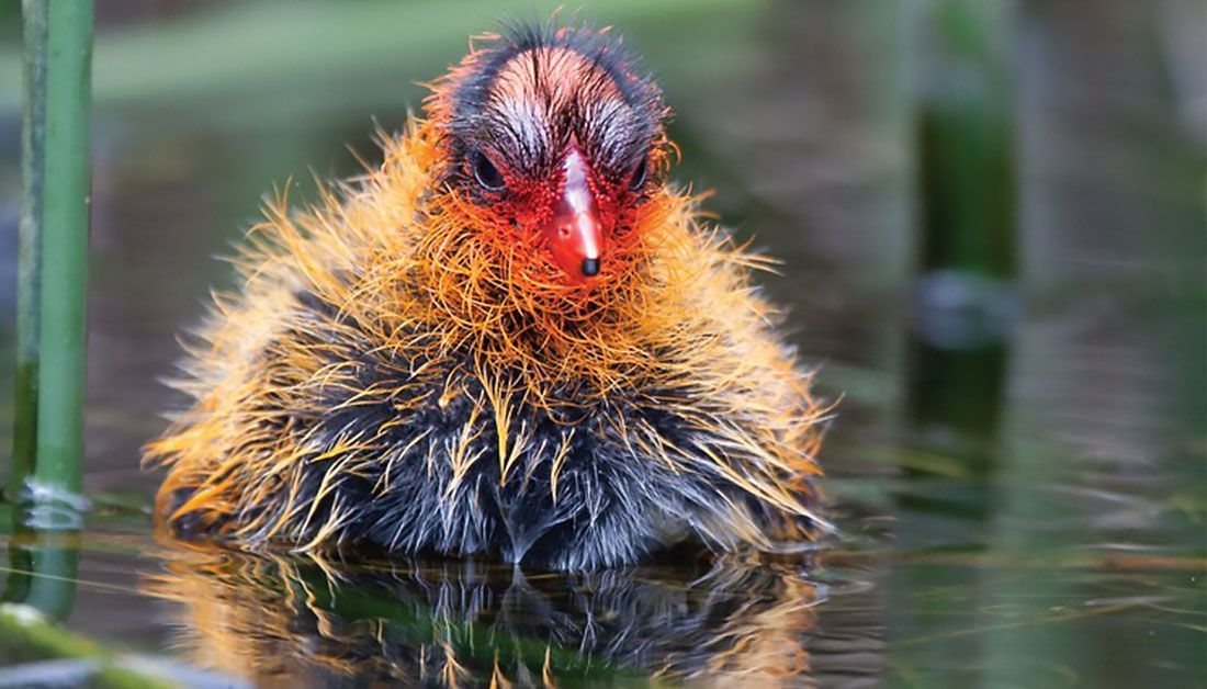 PaulJerem's tweet photo. The intense colours of American coot chicks are associated with parental favouritism, but not survival, suggesting they communicate information which helps parents optimise investment between chicks.

https://t.co/eycPwks4WH

#animalcommunication #signalevolution #ornithology https://t.co/NQiC21tCPa
